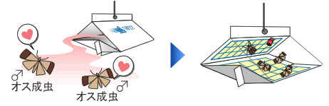 フェロモンルアー (メイガ用) フェロモンで誘引