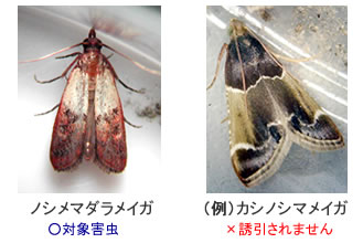 フェロモンルアー (メイガ用) メイガ