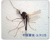 ユスリカ 不快害虫
