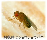 ショウジョウバエが対象