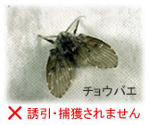 チョウバエは捕獲されません