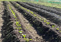 グリーンスキットシャワー 畑 木 花壇の周りの雑草駆除に使える