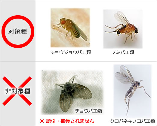 ZENDOZONES 対象コバエ類