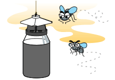 フライマグネット ハエが好きなニオイで誘引