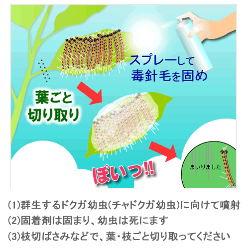 虫退治 Com チャドクガ駆除 固着スプレー チャドクガ毒針毛固着剤 でチャドクガ固めて 毒針毛の飛び散り防止 防除 茶毒蛾駆除