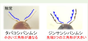 ドームトラップ タバコシバンムシ ジンサンシバンムシ 触覚