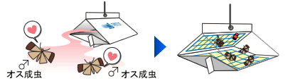 フェロモンルアー (メイガ用) フェロモンで誘引