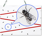 虫取りカレンダーシート ハエの絵が描かれている