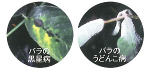 サルバトーレME 黒星病 うどんこ病