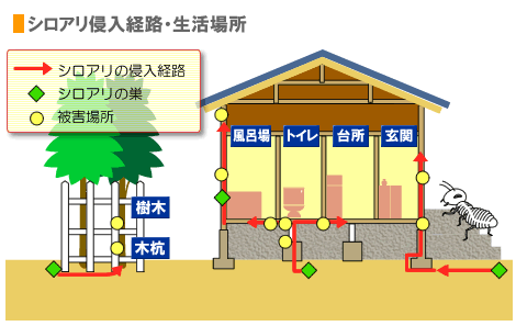 シロアリハンターはシロアリ侵入経路・生活場所に設置します