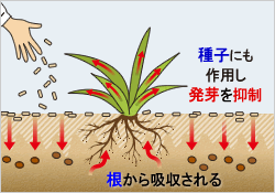 カペレン粒剤 散布前散布後