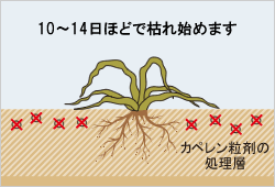 カペレン粒剤 発芽抑制