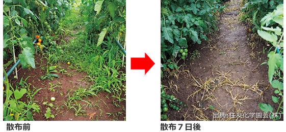 グリーンスキットシャワー 効果は2~5日でみられる