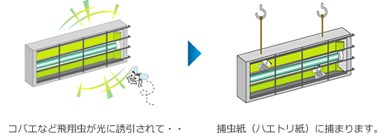 ムシポン捕虫器 誘引 捕まる