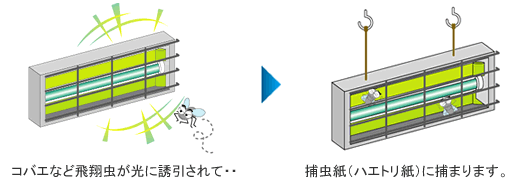 ムシポン捕虫器 誘引 捕まる