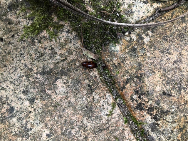 季節の虫 虫退治 Comのつぶやき